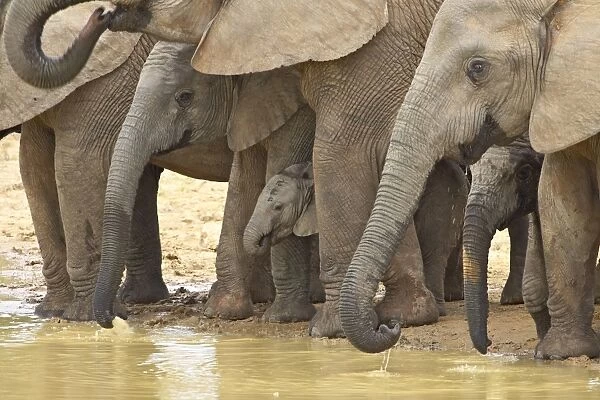 African elephants (Loxodonta africana) drinking