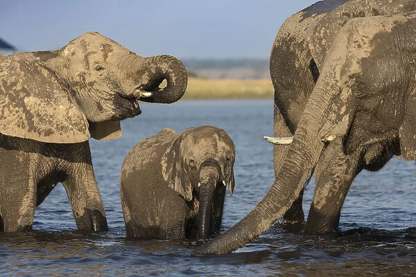 African elephants (Loxodonta africana) drinking, Chobe river, Botswana