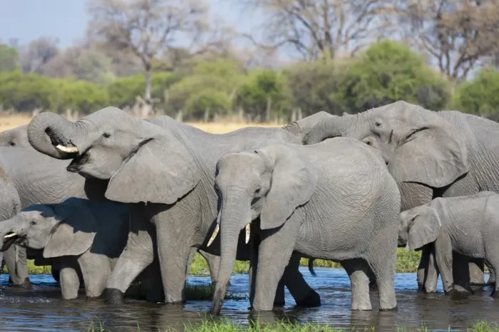 Framed Print : African elephants (Loxodonta africana) drinking in the River Khwai, Botswana, Africa Framed Print : African elephants (Loxodonta africana) drinking in the River Khwai, Botswana, Africa