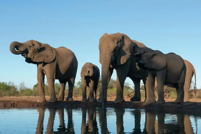 Framed Print : African elephants (Loxodonta africana) drinking at waterhole, Mashatu Game Reserve, Botswana, Africa Framed Print : African elephants (Loxodonta africana) drinking at waterhole, Mashatu Game Reserve, Botswana, Africa