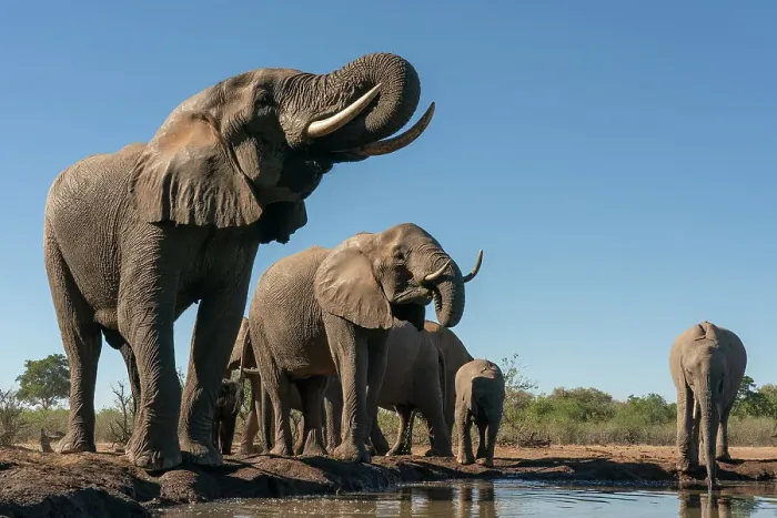 Framed Print : African elephants (Loxodonta africana) drinking at waterhole, Mashatu Game Reserve, Botswana, Africa Framed Print : African elephants (Loxodonta africana) drinking at waterhole, Mashatu Game Reserve, Botswana, Africa