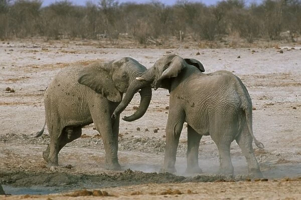 Two African elephants (Loxodonta africana) fighting