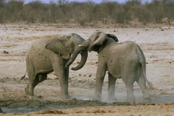 Framed Print : Two African elephants (Loxodonta africana) fighting Framed Print : Two African elephants (Loxodonta africana) fighting