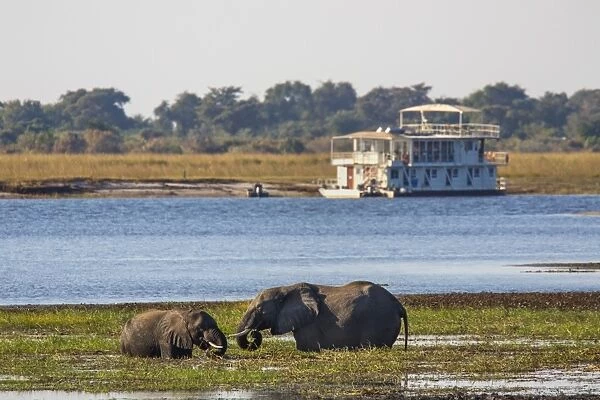 African elephants (Loxodonta africana) grazing, Chobe River, Botswana, Africa