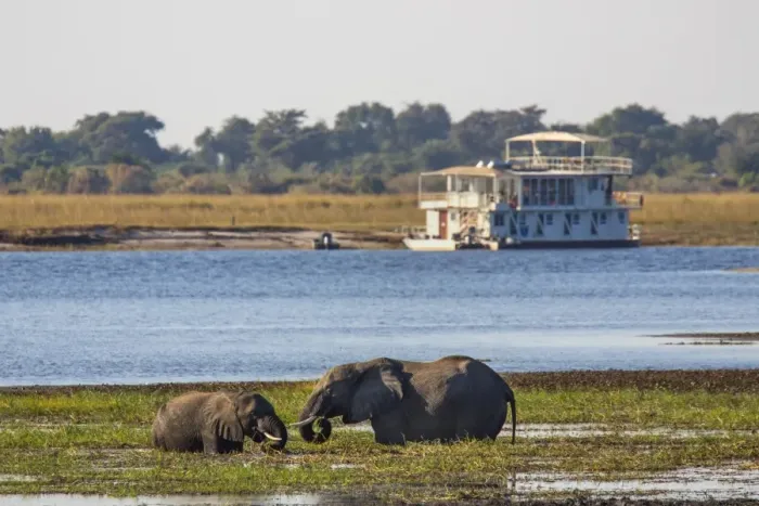 Framed Print : African elephants (Loxodonta africana) grazing, Chobe River, Botswana, Africa Framed Print : African elephants (Loxodonta africana) grazing, Chobe River, Botswana, Africa
