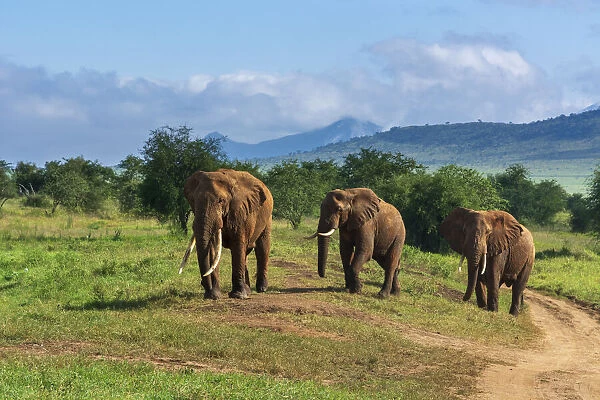 African elephants (Loxodonta africana), Lualenyi, Tsavo Conservation Area, Kenya