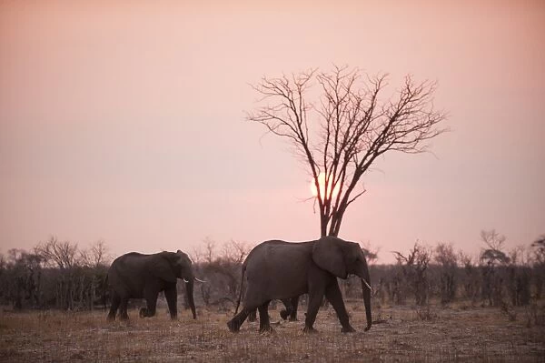 African elephants (Loxodonta africana), Savuti, Chobe National Park, Botswana, Africa