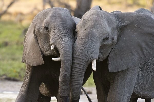 Two African elephants (Loxodonta africana) sparring, Khwai Concession, Okavango Delta