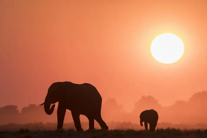 Framed Print : African elephants (Loxodonta africana) at sunset, Chobe National Park, Botswana, Africa Framed Print : African elephants (Loxodonta africana) at sunset, Chobe National Park, Botswana, Africa