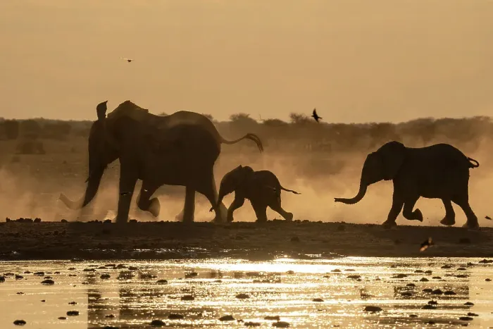 Framed Print : African elephants (Loxodonta africana) at sunset, Nxai Pan National Park, Botswana, Africa Framed Print : African elephants (Loxodonta africana) at sunset, Nxai Pan National Park, Botswana, Africa