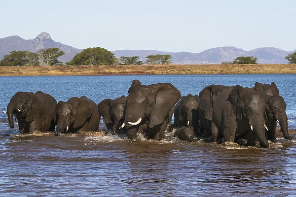 African elephants (Loxodonta africana) in water, Zimanga game reserve, KwaZulu-Natal