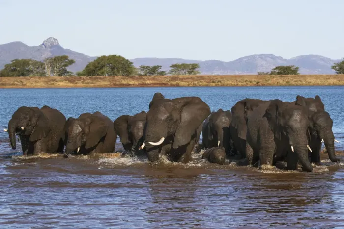Framed Print : African elephants (Loxodonta africana) in water, Zimanga game reserve, KwaZulu-Natal Framed Print : African elephants (Loxodonta africana) in water, Zimanga game reserve, KwaZulu-Natal