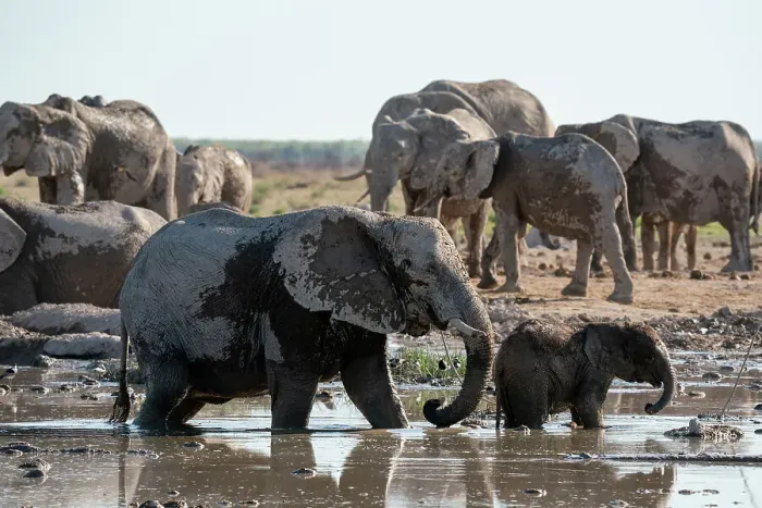 Framed Print : African elephants (Loxodonta africana) at waterhole, Nxai Pan National Park, Botswana, Africa Framed Print : African elephants (Loxodonta africana) at waterhole, Nxai Pan National Park, Botswana, Africa