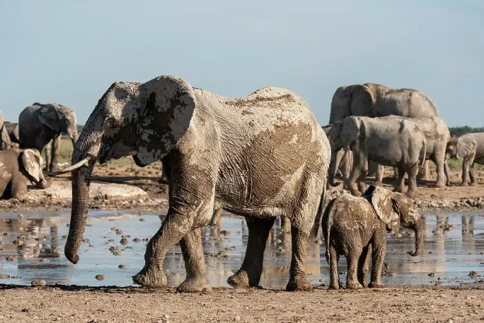 Framed Print : African elephants (Loxodonta africana) at waterhole, Nxai Pan National Park, Botswana, Africa Framed Print : African elephants (Loxodonta africana) at waterhole, Nxai Pan National Park, Botswana, Africa