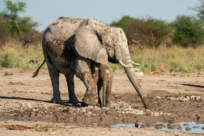 Framed Print : African elephants (Loxodonta africana) at waterhole, Nxai Pan National Park, Botswana, Africa Framed Print : African elephants (Loxodonta africana) at waterhole, Nxai Pan National Park, Botswana, Africa