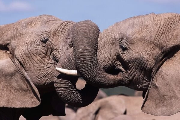 Two African elephants (Loxodonta africana) wrestling