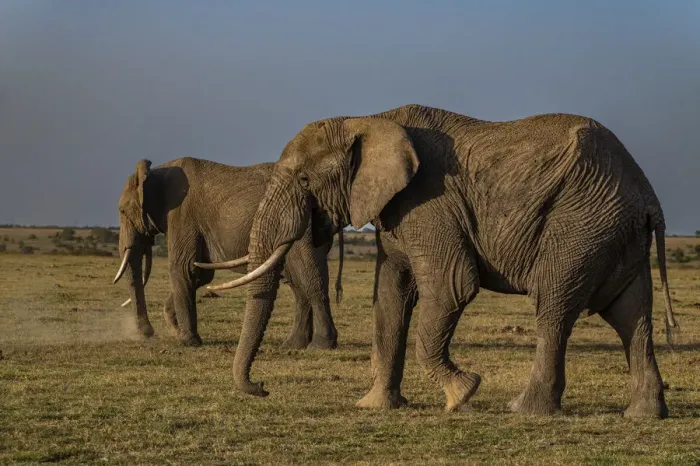 Framed Print : African elephants (Loxodonta), Oi Pejeta Natural Conservancy, Kenya, East Africa, Africa Framed Print : African elephants (Loxodonta), Oi Pejeta Natural Conservancy, Kenya, East Africa, Africa