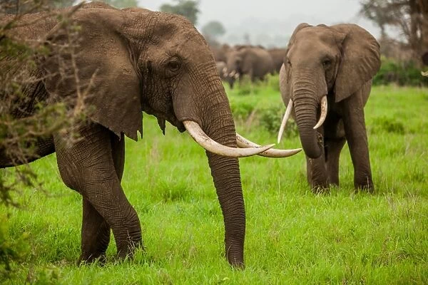 African elephants on safari, Mizumi Safari Park, Tanzania, East Africa, Africa