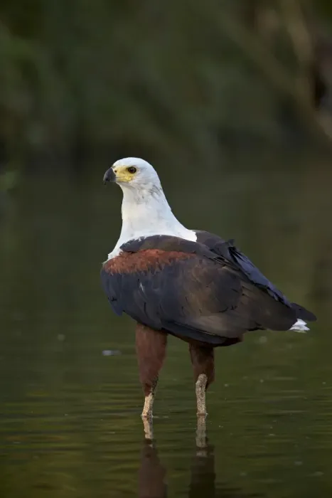 Framed Print : African fish eagle (Haliaeetus vocifer), Kruger National Park, South Africa, Africa Framed Print : African fish eagle (Haliaeetus vocifer), Kruger National Park, South Africa, Africa