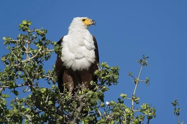 An African fish eagle (Haliaeetus vocifer), perching on a tree top, Chobe National Park