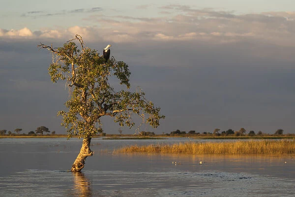 African fish eagle (Haliaeetus vocifer), Chobe National Park, Botswana, Africa