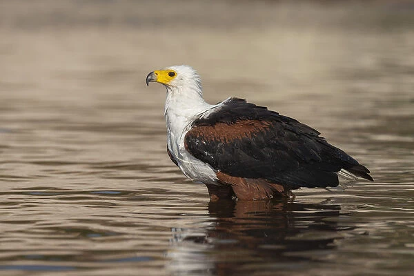 African fish eagle (Haliaeetus vocifer) bathing, Chobe river, Botswana