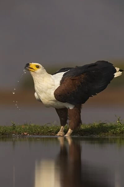 African fish eagle (Haliaeetus vocifer) drinking, Zimanga private game reserve, KwaZulu-Natal