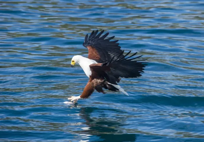 Framed Print : African fish eagle (Haliaeetus vocifer) hunting fish, Cape Maclear, Lake Malawi, Malawi Framed Print : African fish eagle (Haliaeetus vocifer) hunting fish, Cape Maclear, Lake Malawi, Malawi