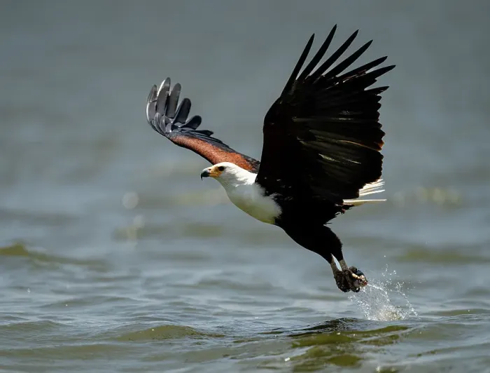 Framed Print : An African Fish Eagle (Icthyophaga vocifer), scooping a fish out of the water, Rwanda, Africa Framed Print : An African Fish Eagle (Icthyophaga vocifer), scooping a fish out of the water, Rwanda, Africa