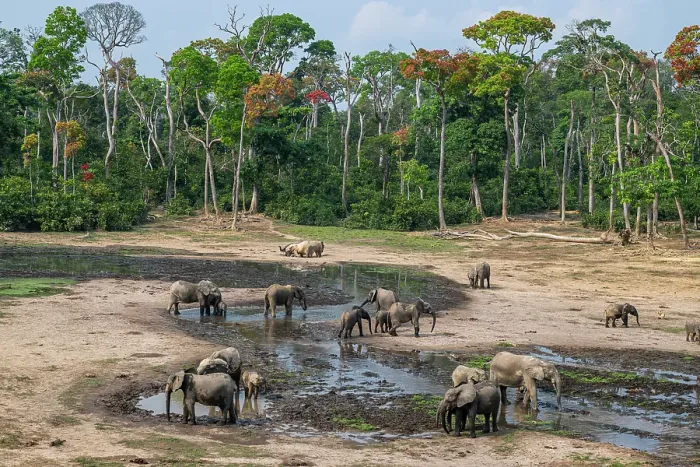 Framed Print : African forest elephant (Loxodonta cyclotis), Dzanga Bai, Dzanga Sangha National Park, UNESCO, Central African Republic Framed Print : African forest elephant (Loxodonta cyclotis), Dzanga Bai, Dzanga Sangha National Park, UNESCO, Central African Republic
