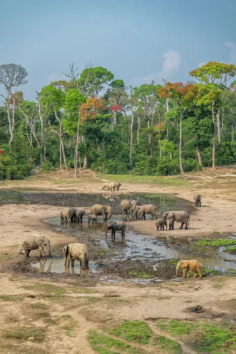 Framed Print : African forest elephant (Loxodonta cyclotis), Dzanga Bai, Dzanga Sangha National Park, UNESCO, Central African Republic Framed Print : African forest elephant (Loxodonta cyclotis), Dzanga Bai, Dzanga Sangha National Park, UNESCO, Central African Republic