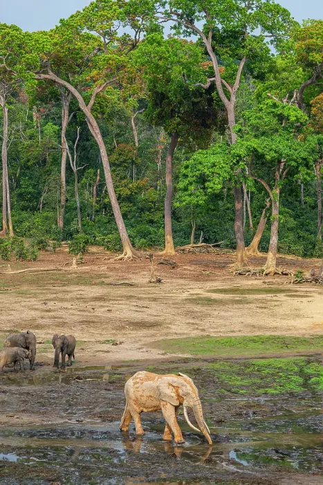 Framed Print : African forest elephant (Loxodonta cyclotis), Dzanga Bai, Dzanga Sangha National Park, UNESCO, Central African Republic Framed Print : African forest elephant (Loxodonta cyclotis), Dzanga Bai, Dzanga Sangha National Park, UNESCO, Central African Republic