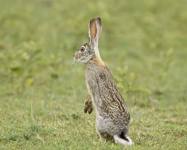 African hare (Cape hare) (brown hare) (Lepus capensis), Serengeti National Park