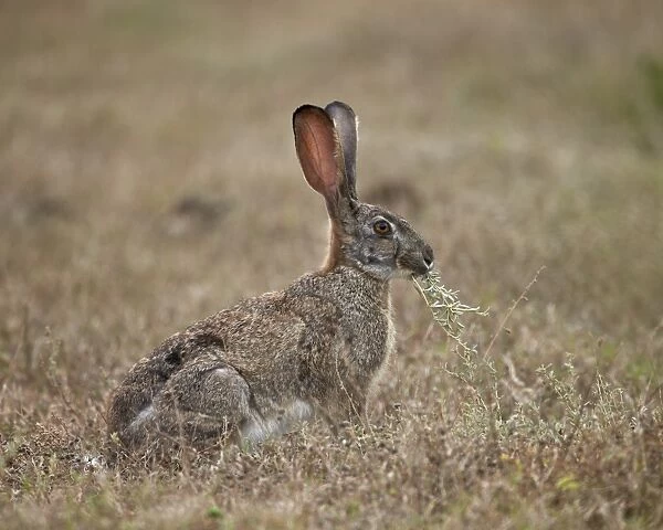 African hare (Cape hare) (brown hare) (Lepus capensis) eating, Addo Elephant National Park, South Africa, Africa