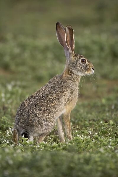 African hare or Cape hare or brown hare (Lepus capensis), Serengeti National Park