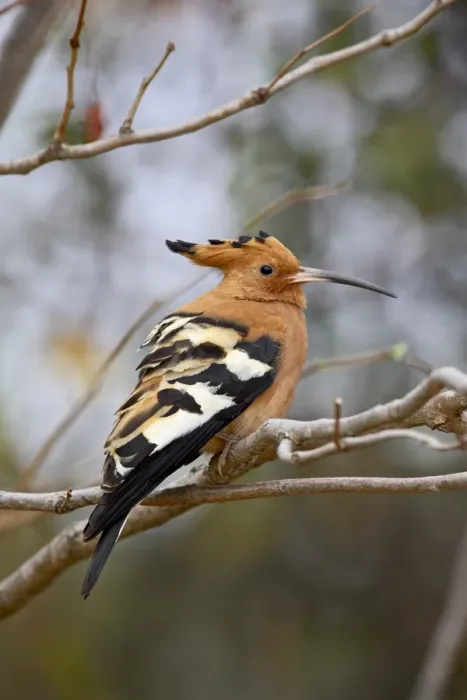Framed Print : African hoopoe (Upupa africana) Framed Print : African hoopoe (Upupa africana)