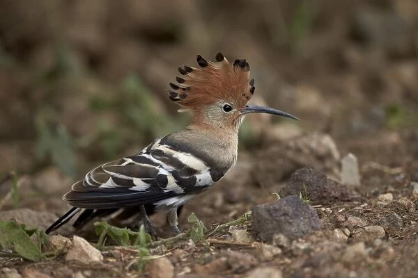 African hoopoe (Upupa africana) with its crest erected, Ngorongoro Crater, Tanzania, East Africa, Africa