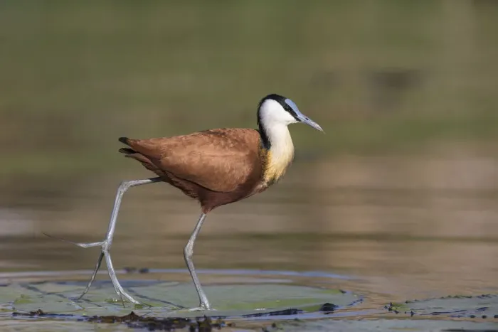 Framed Print : African jacana (Actophilornis africanus), Chobe River, Botswana, Africa Framed Print : African jacana (Actophilornis africanus), Chobe River, Botswana, Africa