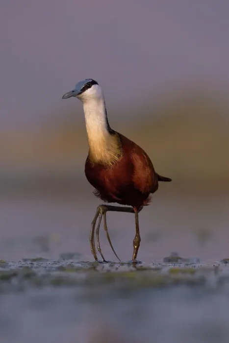 Framed Print : African jacana (Actophilornis africanus), Zimanga game reserve, South Africa, Africa Framed Print : African jacana (Actophilornis africanus), Zimanga game reserve, South Africa, Africa