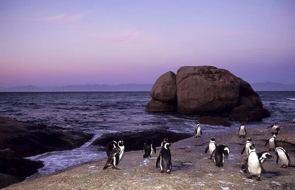 African (Jackass) penguins