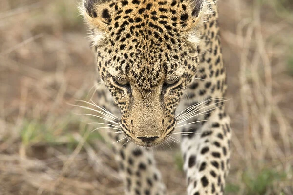 African Leopard (Panthera pardus) in savanna, Kruger National Park, South-Africa, Africa
