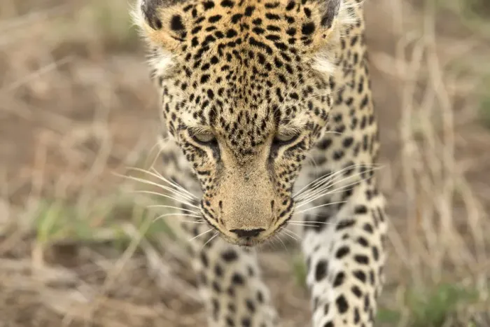 Framed Print : African Leopard (Panthera pardus) in savanna, Kruger National Park, South-Africa, Africa Framed Print : African Leopard (Panthera pardus) in savanna, Kruger National Park, South-Africa, Africa