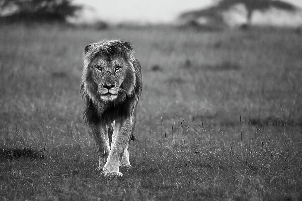 African lion (Panthera Leo), Maasai Mara, Mara North, Kenya, East Africa, Africa