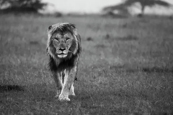 Framed Print : African lion (Panthera Leo), Maasai Mara, Mara North, Kenya, East Africa, Africa Framed Print : African lion (Panthera Leo), Maasai Mara, Mara North, Kenya, East Africa, Africa