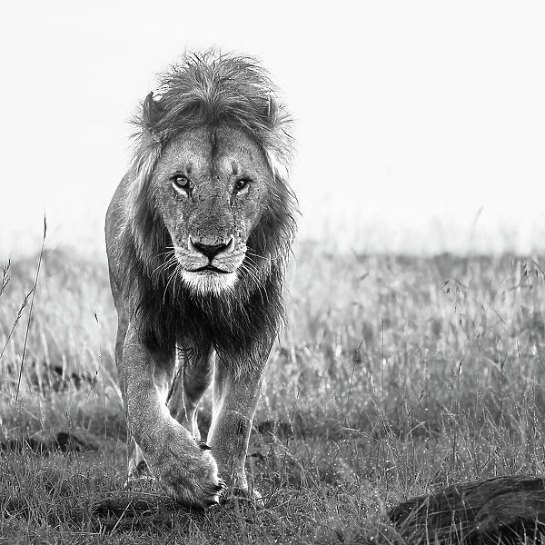 African Lion (Panthera Leo), Mara North, Maasai Mara, Kenya, East Africa, Africa