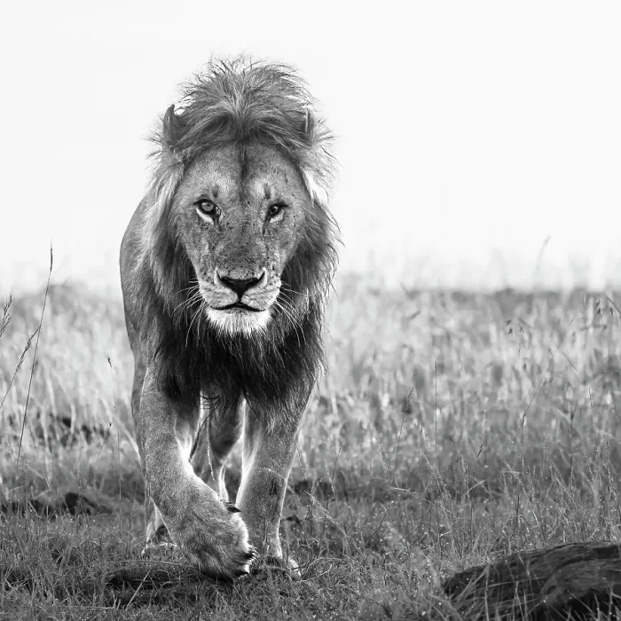 Framed Print : African Lion (Panthera Leo), Mara North, Maasai Mara, Kenya, East Africa, Africa Framed Print : African Lion (Panthera Leo), Mara North, Maasai Mara, Kenya, East Africa, Africa