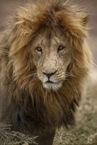 African lion (Panthera leo), Serengeti National Park, Tanzania, East Africa, Africa