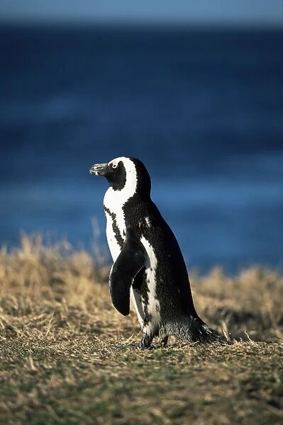 African penguin at Boulder beach in Simons town