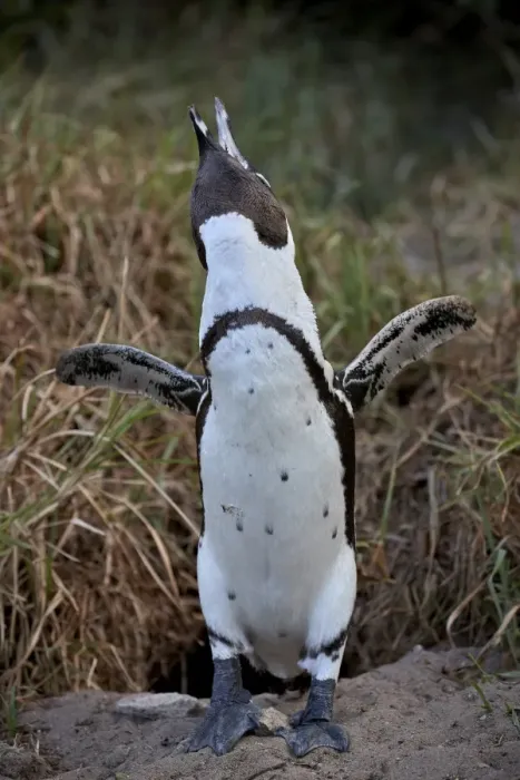 Framed Print : African Penguin (Spheniscus demersus) calling, Simons Town, near Cape Town, South Africa Framed Print : African Penguin (Spheniscus demersus) calling, Simons Town, near Cape Town, South Africa