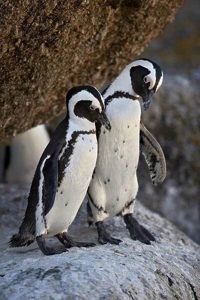African Penguin (Spheniscus demersus) pair, Simons Town, near Cape Town, South Africa